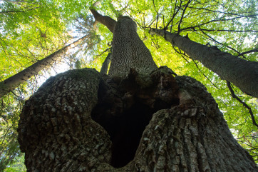 The „stepping stone“ of biodiversity - the habitat tree. Photo: Ondrej Kameniar