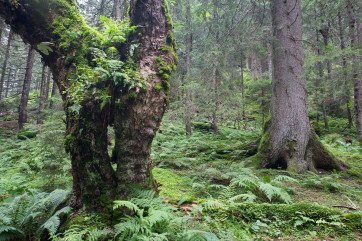 The „stepping stone“ of biodiversity - the habitat tree. Photo: Ondrej Kameniar