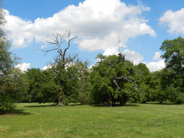 Biological heritage of the cultural landscape – sunlit oaks in Lednický Park.. Photo: Petr Kjučukov