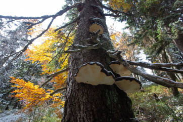 „Nášlapný kámen“ biodiverzity – biotopový strom. Foto: Ondrej Kameniar