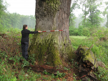 Thick habitat trees left at the edges are the backbone of the biodiversity of the forest landscape. Photo: Radek Bače