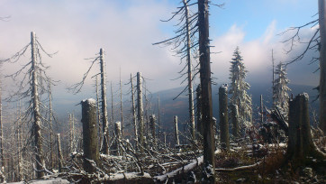 Keeping all dead wood in mountain national parks should be a matter of course. Photo: Radek Bače