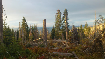 Ponechávání veškerého mrtvého dřeva v horských národních parcích by mělo být samozřejmostí. Foto Radek Bače